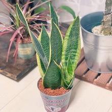 画像をギャラリービューアに読み込む, サンスベリア・ローレンティー(トラノオ) 4号 室内におすすめ おしゃれな観葉植物