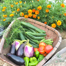 画像をギャラリービューアに読み込む, 【販売期間:5/24まで】マリーゴールド・サファリ 4種植え 1鉢