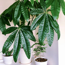 画像をギャラリービューアに読み込む, パキラ ねじり 7号 室内におすすめ 観葉植物