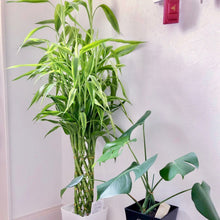 画像をギャラリービューアに読み込む, ミリオンバンブー 7号 鉢カバーセット ギフトにおすすめ