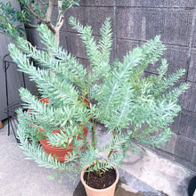 画像をギャラリービューアに読み込む, 【期間限定:4月5日まで】来春以降開花株:アカシア・ブルーブッシュ 5号 【生垣にもおすすめ】