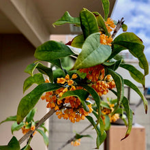 画像をギャラリービューアに読み込む, 【限定32セット】キンモクセイ(金木犀) 苗木 3.5号 3ポットセット ※予約商品:10/24発送