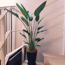 画像をギャラリービューアに読み込む, ストレリチア・レギネ 5号 鉢カバー「Re:af®」セット