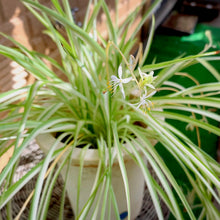 画像をギャラリービューアに読み込む, オリヅルラン・K'sマジック 4号