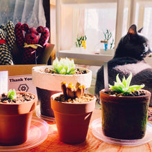 画像をギャラリービューアに読み込む, 【予約商品:1/9まで】2023年福袋 BOTANY CRAFT ハオルチア3種アソートセット 限定10セット