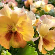 画像をギャラリービューアに読み込む, 【予約商品:11/9以降発送】小輪パンジー・わらく 花苗 4ポットセット