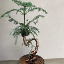 画像をギャラリービューアに読み込む, アロカリア 8号 1鉢