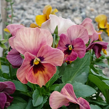 画像をギャラリービューアに読み込む, 【予約商品:11/9以降発送】小輪パンジー・わらく 花苗 4ポットセット