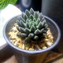 画像をギャラリービューアに読み込む, シノクラッスラ・スマロ(四馬路) 多肉植物