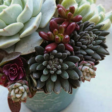画像をギャラリービューアに読み込む, シノクラッスラ・スマロ(四馬路) 多肉植物