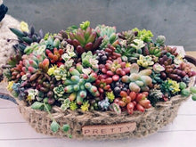 画像をギャラリービューアに読み込む, 多肉植物 1.5号 ケース売り 72個入り 【9品種保証】
