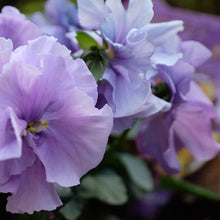 画像をギャラリービューアに読み込む, 【予約商品:11/5以降発送】八重咲きパンジー・ファビュラス 花苗 6ポットセット