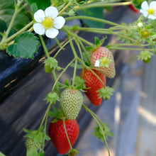 画像をギャラリービューアに読み込む, 【予約商品:10/17発送】イチゴ苗 5品種セット (ポット苗)