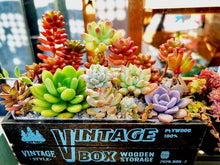 画像をギャラリービューアに読み込む, 多肉植物 ケース売り 72入セット