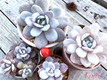 画像をギャラリービューアに読み込む, エケベリア・ラウィ 2.5号 【国内実生苗】