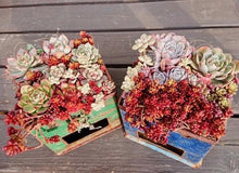 画像をギャラリービューアに読み込む, セダム・レッドベリー 2.5号 3鉢セット 【国内実生苗】