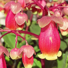 画像をギャラリービューアに読み込む, カランコエ・ウェンディー 1鉢