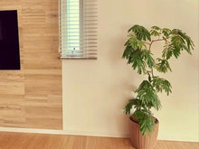 画像をギャラリービューアに読み込む, ネムノキ・エバーフレッシュ 5号 鉢カバー「Re:af®」セット