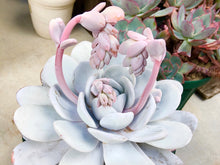 画像をギャラリービューアに読み込む, エケベリア・ラウィ 2.5号 【国内実生苗】