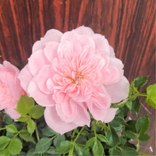 画像をギャラリービューアに読み込む, ミニバラ・スイートメモリー 2鉢セット