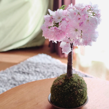 画像をギャラリービューアに読み込む, 苔玉さくら(旭山桜) ※予約商品