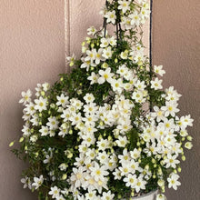 画像をギャラリービューアに読み込む, 【販売期間:3月26日まで】クレマチス カートマニー・ジョー 花苗 3ポットセット