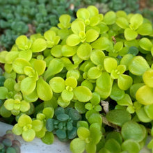 画像をギャラリービューアに読み込む, ベンケイソウ 3種(セダム・万年草、リトルミッシー) 3ポットセット