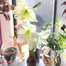 画像をギャラリービューアに読み込む, 【水も土もいらない!】マジックアマリリス