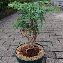 画像をギャラリービューアに読み込む, アロカリア 7号