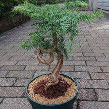 画像をギャラリービューアに読み込む, アロカリア 8号 1鉢