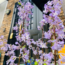 画像をギャラリービューアに読み込む, 【予約商品:2/9以降発送】長寿桜 4号