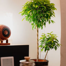 画像をギャラリービューアに読み込む, フィカス・ベンジャミン リッチ 7号 スタンダード仕立て
