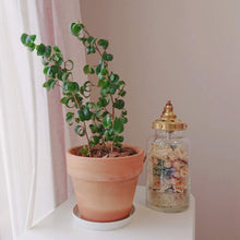 画像をギャラリービューアに読み込む, フィカス・ベンジャミン バロック 3.5号