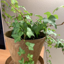 画像をギャラリービューアに読み込む, 【上質な質感でおしゃれな植木鉢】アートストーン φ160mm | ART STONE SS