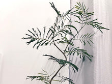 画像をギャラリービューアに読み込む, ネムノキ エバーフレッシュ 7号