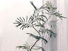 画像をギャラリービューアに読み込む, ネムノキ・エバーフレッシュ 5号 鉢カバー「Re:af®」セット