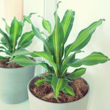 画像をギャラリービューアに読み込む, ドラセナ・レモンライム 4号