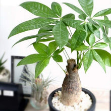 画像をギャラリービューアに読み込む, 【室内におすすめ 観葉植物】パキラ 4号