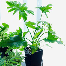 画像をギャラリービューアに読み込む, フィロデンドロン・セローム 5号 おしゃれな観葉植物 ギフトにもおすすめ