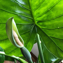 画像をギャラリービューアに読み込む, クワズイモ 7号