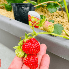 画像をギャラリービューアに読み込む, 【予約商品:10/17発送】イチゴ苗 5品種セット (ポット苗)