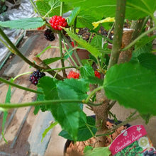 画像をギャラリービューアに読み込む, 【予約商品:7/22以降発送】桑(四季成りマルベリー) シャルロットリュス 果樹苗 4号 1ポット