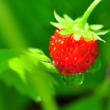 画像をギャラリービューアに読み込む, 栽培キット グローテール ミッキーマウス ミニーマウス