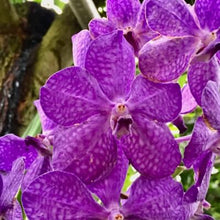 画像をギャラリービューアに読み込む, アスコセンダ・プリンセスミカサ ミカサブルー ガラス 1鉢