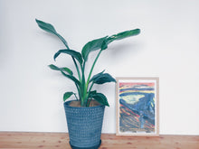 画像をギャラリービューアに読み込む, ストレリチア・オーガスタ 7号 鉢カバー「Re:af®」セット