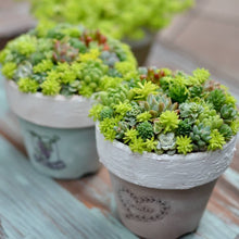 画像をギャラリービューアに読み込む, ベンケイソウ 3種(セダム・万年草、リトルミッシー) 3ポットセット