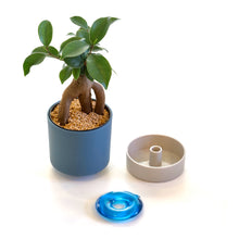 画像をギャラリービューアに読み込む, kaorimaru ガジュマル 2.5号 香り付き観葉植物