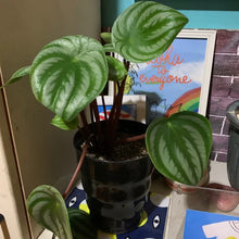 画像をギャラリービューアに読み込む, 【スイカぺぺ】ペペロミア・サンデルシー 5号 1鉢