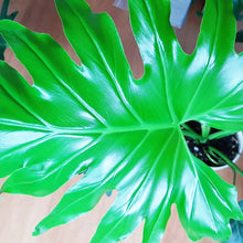 画像をギャラリービューアに読み込む, フィロデンドロン・セローム 5号 おしゃれな観葉植物 ギフトにもおすすめ