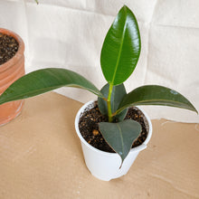 画像をギャラリービューアに読み込む, 【販売期間:3月19日まで】フィカス・ロクスブ(ゴムの木) 5号 1鉢